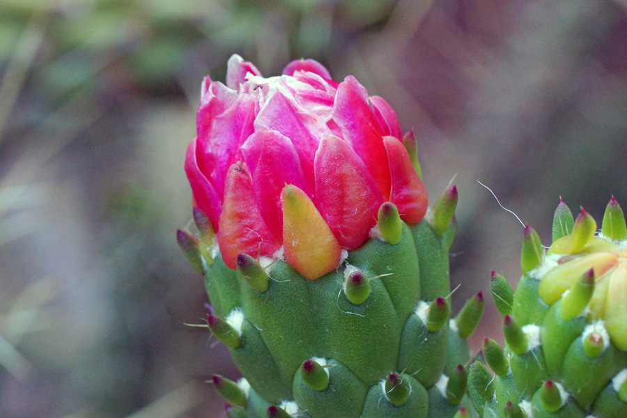 Austrocylindropuntia subulata / Opunzia subulata